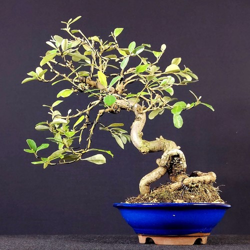 Bonsai eleagno giapponese - bonsai,