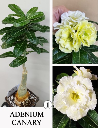 Adenium canary rosa di - adenium,