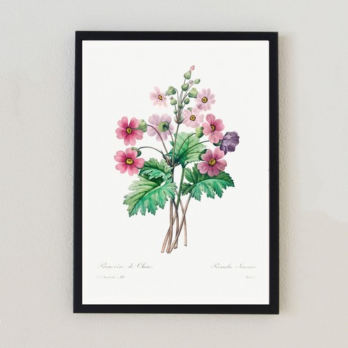 Illustrazione botanica vintage