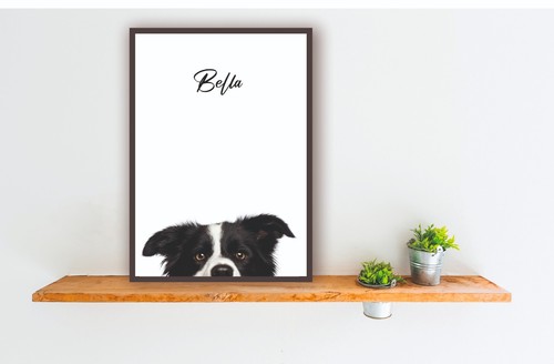 Border collie cane pecora - collie,