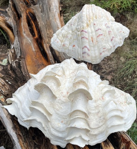 Ruffled clam shell - lg, tridca