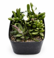 Anacampseros lanceolata 1000