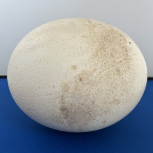 Large ostrich egg approx - approx, 18cm