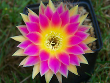 300 - Semi di cactus MIX Echinopsis Echinopsishybride Trichocereushybride.