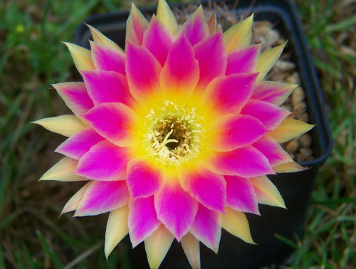 300 semi cactus mix - -,