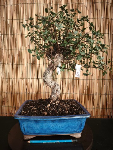 Bonsai quercia sughera h - di,
