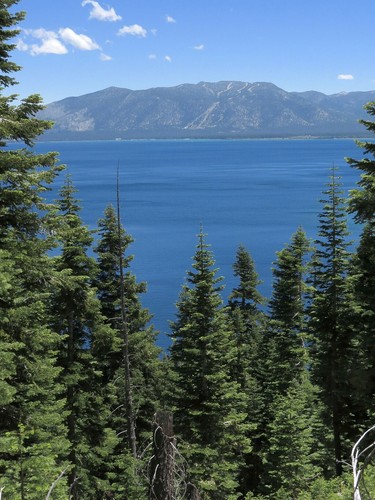 Abete colorado blu abies - blu, (abies