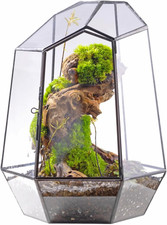 25cm terrario geometrico - 25cm,