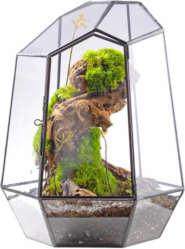 25cm terrario geometrico - 25cm,