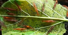 100 foglie gelso - foglie,