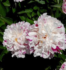 Striscia di caramelle peonia