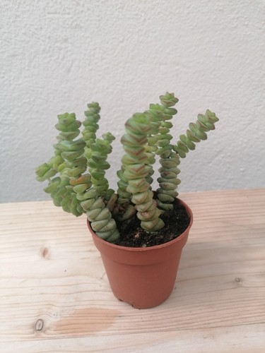 Crassula marnieriana - crassula, marnieriana-