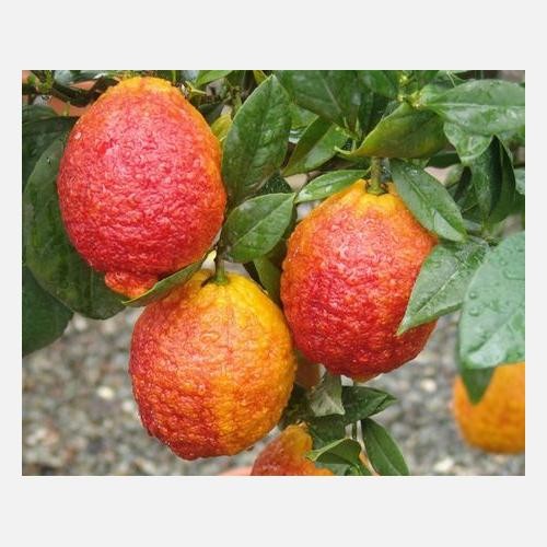 Pianta limone rosso vaso - di,