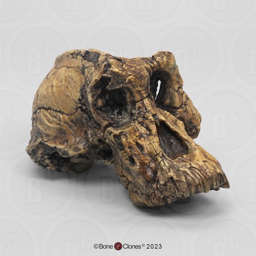 Fossil replica bone clones - replica,