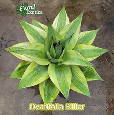 Ovatifolia "Killer" - Agave