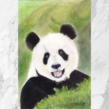 Orso panda disegno a matita