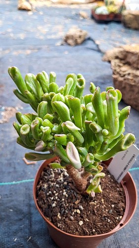 Crassula hobbit variegata - crassula,