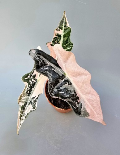 Bellissima alocasia nobilis - bellissima,
