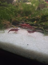 Gamberetti Neocaridina 20+2