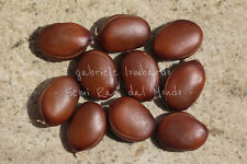 ALBERO DELLE ORCHIDEE BIANCHE