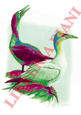 Ornitologia disegni - ornitologia,