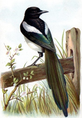 1883 gazza antica - 1883,