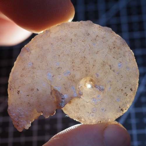 Ammonite calcedonio - mm,