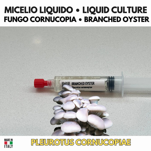Pleurotus cornucopiae coltura - pleurotus,