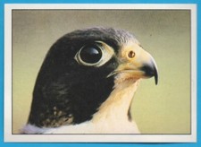 Figurina uccelli panini 193 - uccelli, n.193