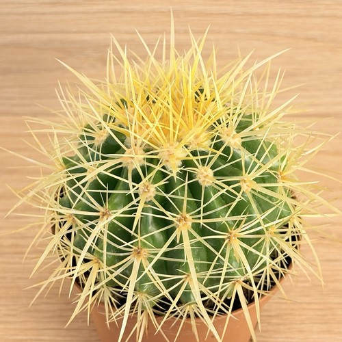 Echinocactus grusonii pot - grusonii,