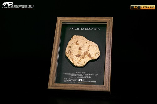 Pesce fossile knightia eocaena - pesce,