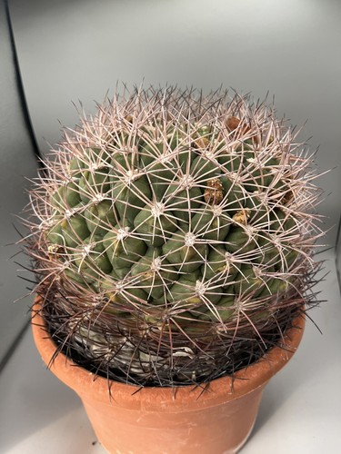 Gymnocalycium saglionis - gymnocalycium,