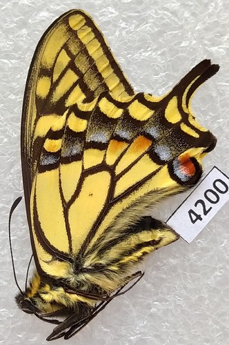 Papilio machaon sachalinensis