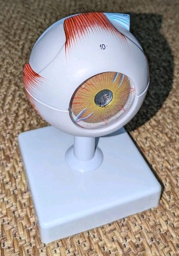 Optometrista anatomia bulbo