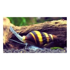 LUMACA KILLER ANENTOME HELENA