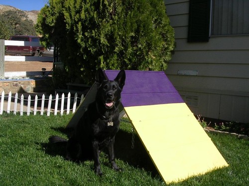 Dog agility equipment mini - dog,