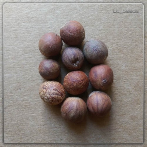 Semi palma nannorrhops - di,
