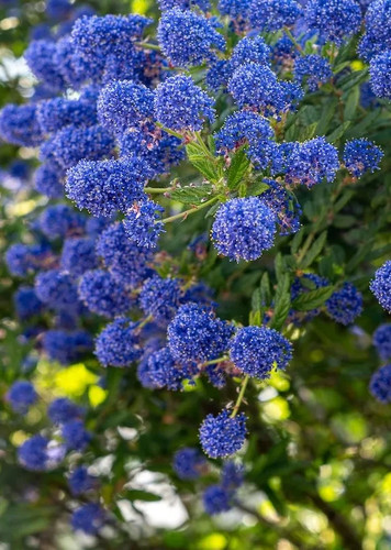 Ceanothus lillà della - lillà,
