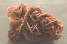 Grande rosa del deserto o rosa