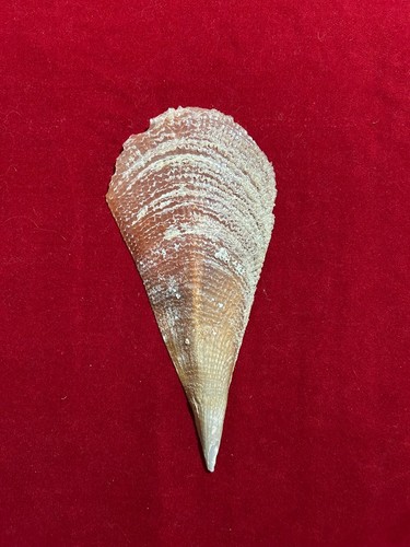 Conchiglia malacologia pinna - conchiglia,