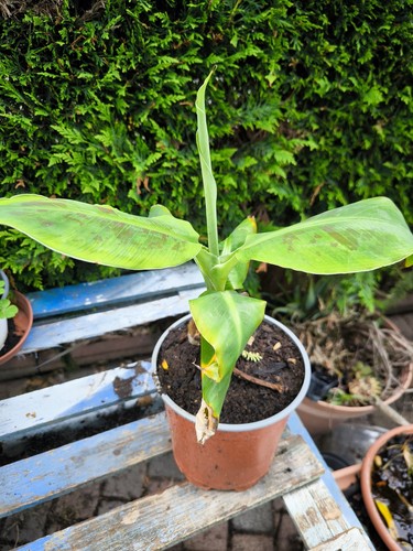 Pianta banano nano - pianta,