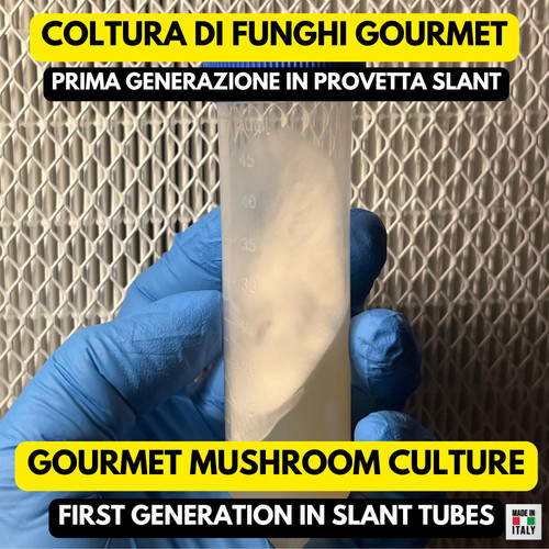 Cyclocybe aegerita pioppino - cyclocybe, g1