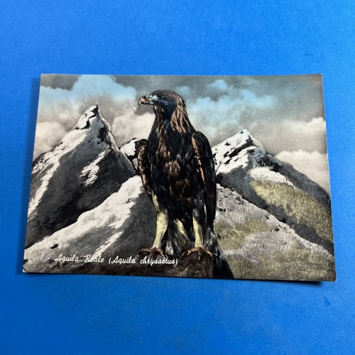 Aquila reale parco naz - aquila,