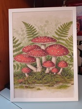 Quadro funghi rossi vintage
