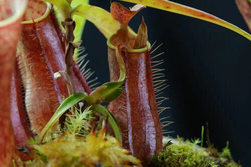 Nepenthes gracilis pianta - nepenthes,