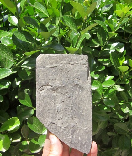 Triassico sauropterygia - triassico,