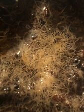 Coltura avviamento verme