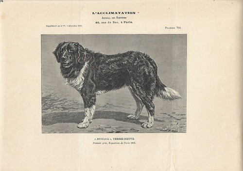 Stampa antica cane razza - stampa,