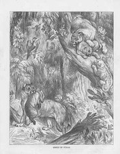 Gruppo Di Unam Puma Concolor