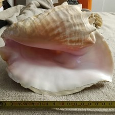 Beautiful Aliger Gigas